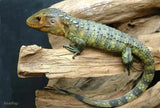 Exotic Reptiles Not Available In Australia Click For Photos - Amazing Amazon