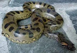 Exotic Reptiles Not Available In Australia Click For Photos - Amazing Amazon