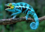 Exotic Reptiles Not Available In Australia Click For Photos - Amazing Amazon