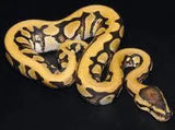 Exotic Reptiles Not Available In Australia Click For Photos - Amazing Amazon