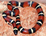 Exotic Reptiles Not Available In Australia Click For Photos - Amazing Amazon