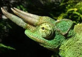 Exotic Reptiles Not Available In Australia Click For Photos - Amazing Amazon