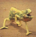 Exotic Reptiles Not Available In Australia Click For Photos - Amazing Amazon