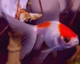 Fantails - Amazing Amazon