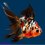 Fantails - Amazing Amazon