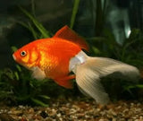 Fantails - Amazing Amazon