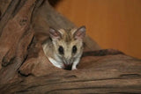 Fat-tailed Dunnart - Amazing Amazon