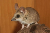 Fat-tailed Dunnart - Amazing Amazon