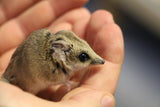 Fat-tailed Dunnart - Amazing Amazon