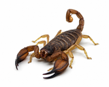 Flinders Ranges Scorpion (Large)