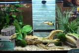 Floating Diver Aquarium Ornament - Amazing Amazon