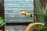 Floating Diver Aquarium Ornament - Amazing Amazon