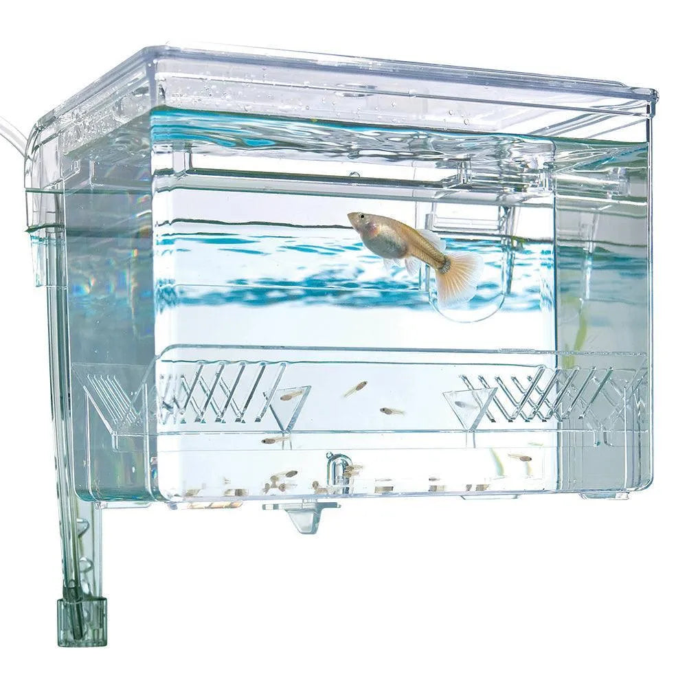 amazon fish box Fluval Hang On Fish Breeding Box