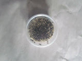 Fly Pupae - Amazing Amazon