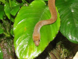 Freshwater Snakes (Keelback) - Amazing Amazon