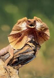 Frilled Neck Lizard - Amazing Amazon