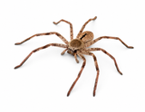 Brown huntsman spider on white background, ideal for reptile enclosures and Australian pet habitats
