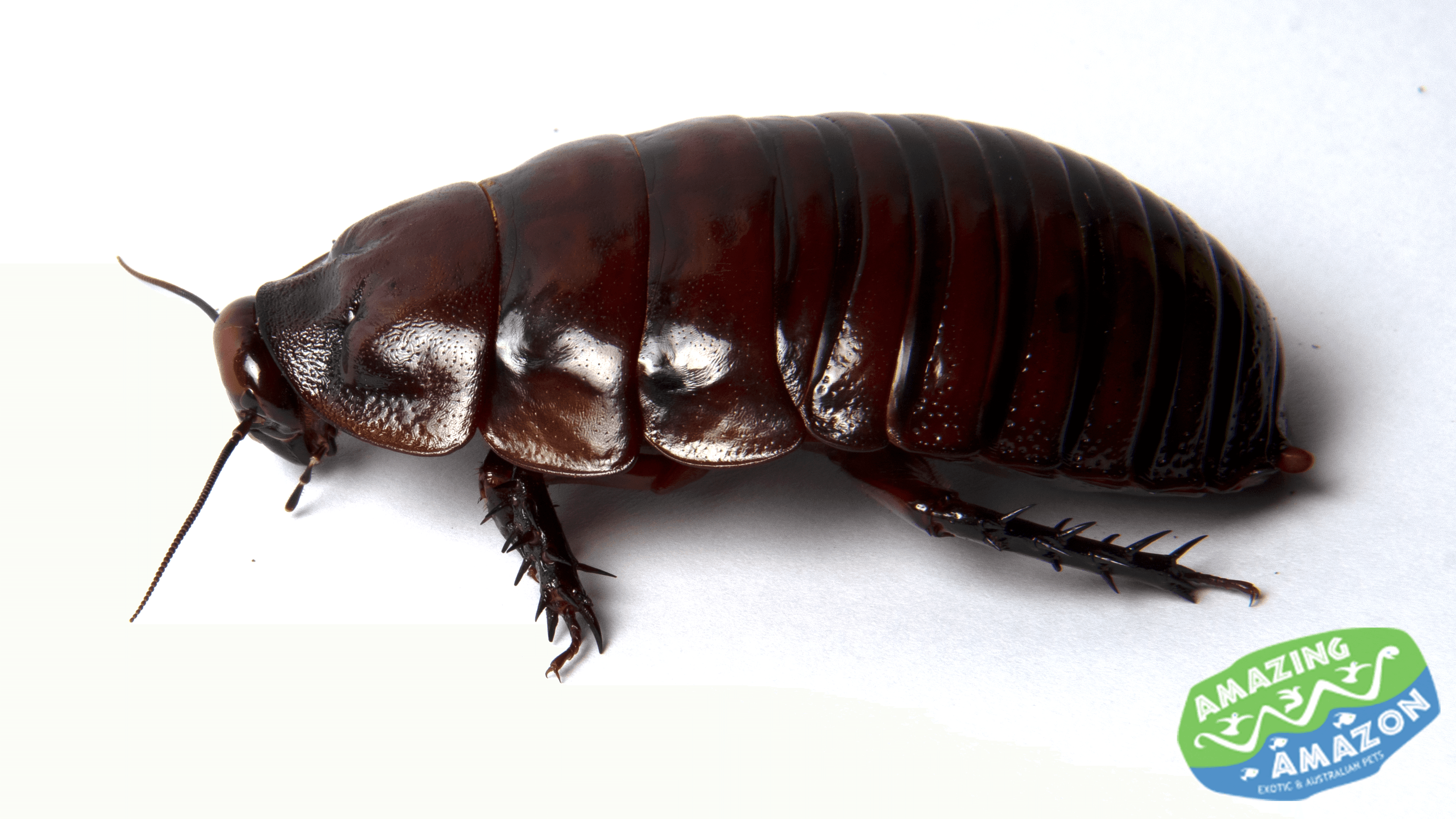 Giant Burrowing Cockroach - Amazing Amazon