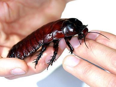 Giant Burrowing Cockroach - Amazing Amazon