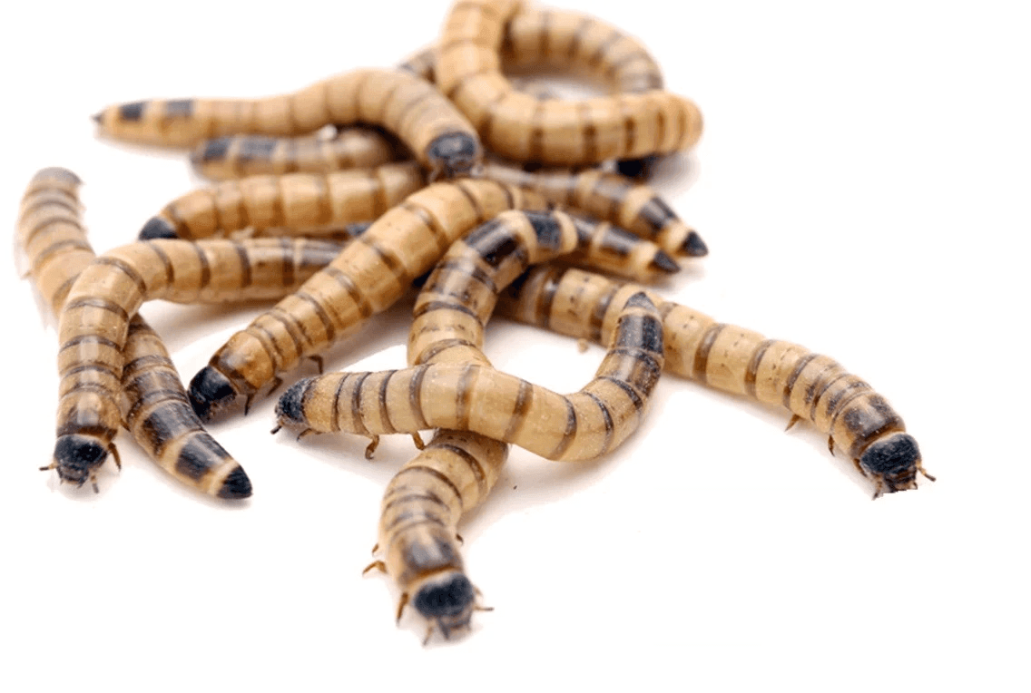 Giant Mealworms (30) - Amazing Amazon