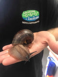 Giant Panda Snail - Amazing Amazon