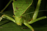 Giant Queensland Katydid - Phyllophorella - Amazing Amazon