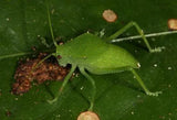 Giant Queensland Katydid - Phyllophorella - Amazing Amazon