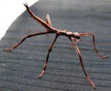 Goliath Stick Insects - Amazing Amazon