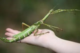 Goliath Stick Insects - Amazing Amazon