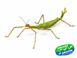 Goliath Stick Insects - Amazing Amazon