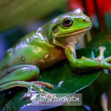 Green Tree Frogs - Amazing Amazon