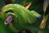 Green Tree Pythons - Amazing Amazon