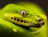 Green Tree Pythons - Amazing Amazon