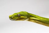 Green Tree Pythons - Amazing Amazon