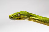 Green Tree Pythons - Amazing Amazon