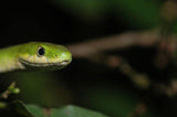 Green Tree Snakes - Amazing Amazon