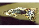Guppies - Amazing Amazon