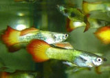 Guppies - Amazing Amazon