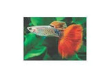 Guppies - Amazing Amazon
