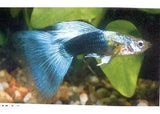 Guppies - Amazing Amazon