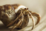 Hermit Crabs - Amazing Amazon