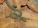 High Yellow Diamond Pythons - Amazing Amazon