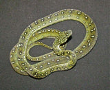 High Yellow Diamond Pythons - Amazing Amazon