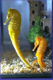 Hippocampus barbouri, Zebra-Nosed Seahorse) - Amazing Amazon