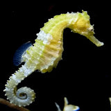 Hippocampus barbouri, Zebra-Nosed Seahorse) - Amazing Amazon