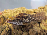 Hosmer's Skinks - Amazing Amazon