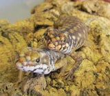 Hosmer's Skinks - Amazing Amazon