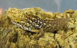 Hosmer's Skinks - Amazing Amazon