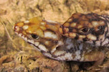 Hosmer's Skinks - Amazing Amazon