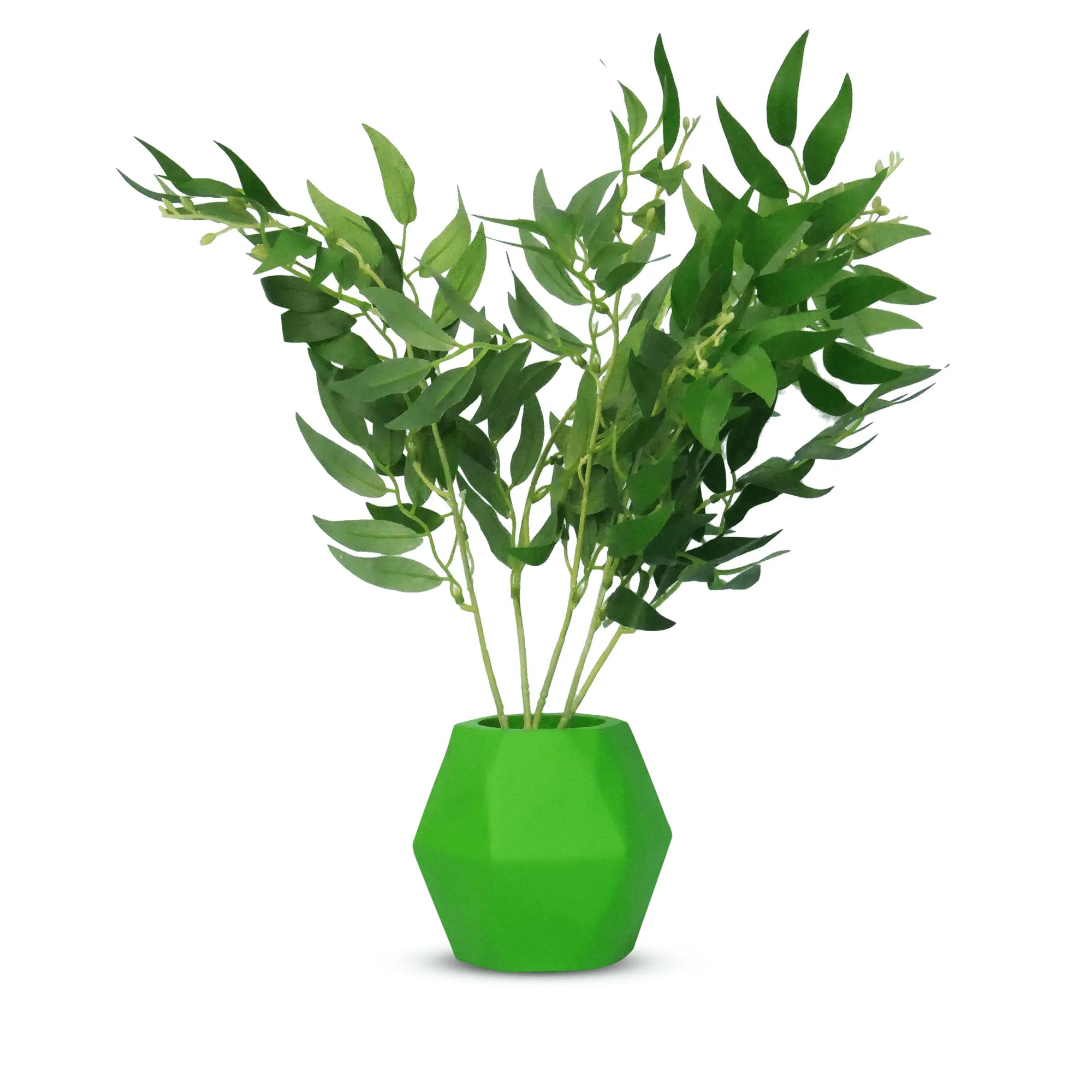 Insectimo Branch Jar | Aquarium and Reptiles | Amazing Amazon